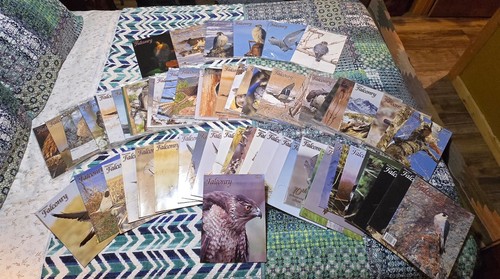 American falconry back issues - falconry,