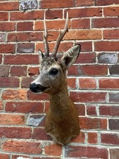 Brand New Real Large Roe Buck