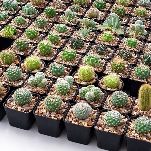 Plastic succulent seedling - 50,