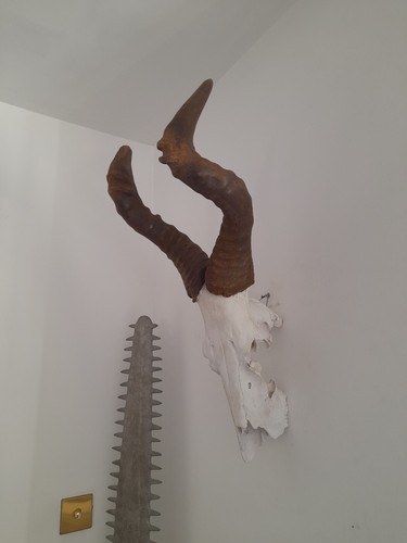 Antique taxidermy horns - taxidermy,