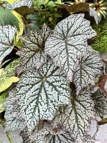 Begonia sterling moon - begonia, moon|