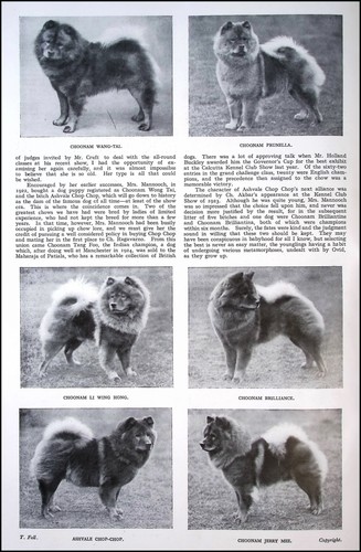 The choonam chow chows dog - the,