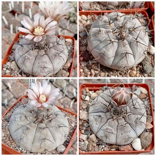 Cactus fresh seeds - 10,