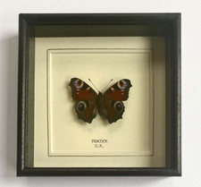 Real Peacock Butterfly Hand