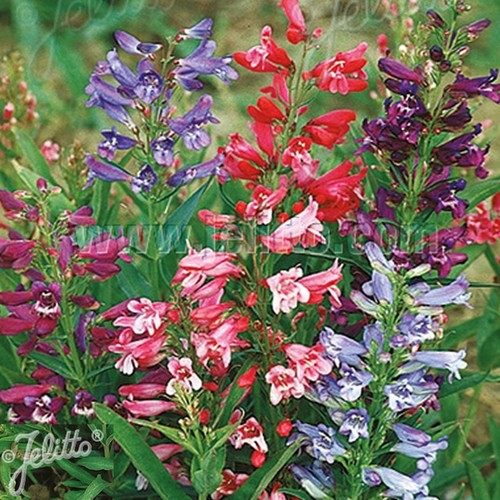 Penstemon rondo mixed hardy - 6,