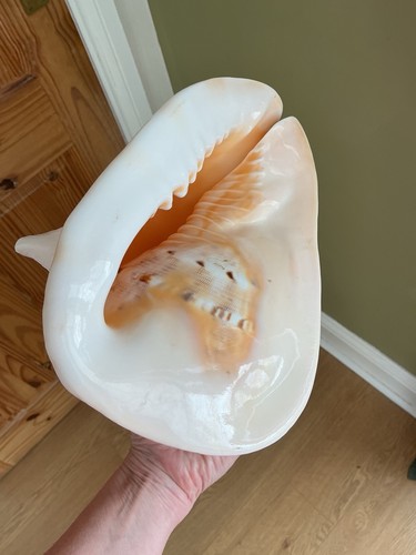 Vintage queen conch - queen, shell