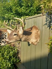  Taxidermy whitetail Stag Deer
