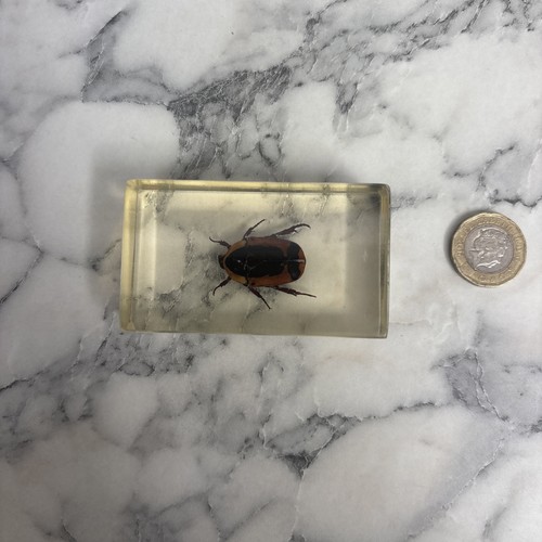 National geographic bugs - national,