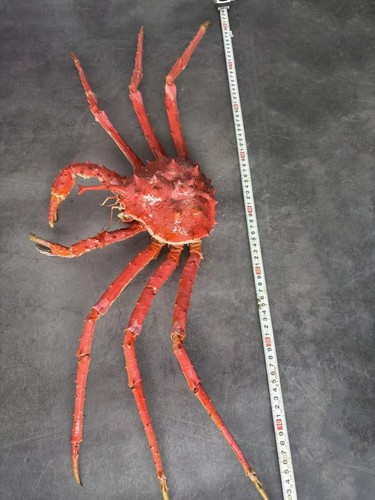 Lithodes turritus taxidermy - lithodes,