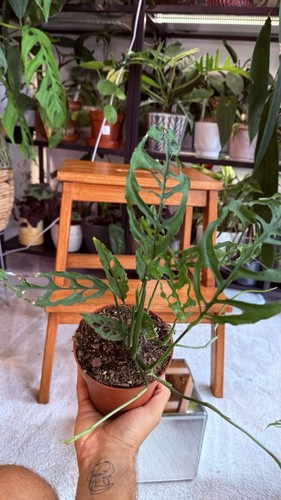 Monstera obliqua peru - #2,
