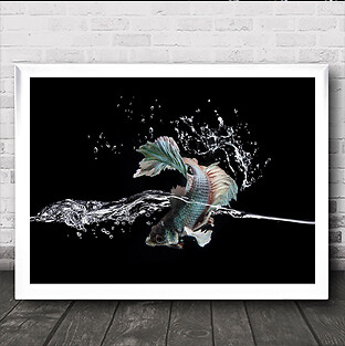Splash fish fighting - fighting, siamesse