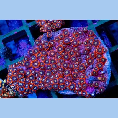 Red rim zoa colony wysiwyg - rim,