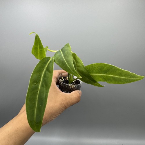 Anthurium warocqueanum queen - anthurium,