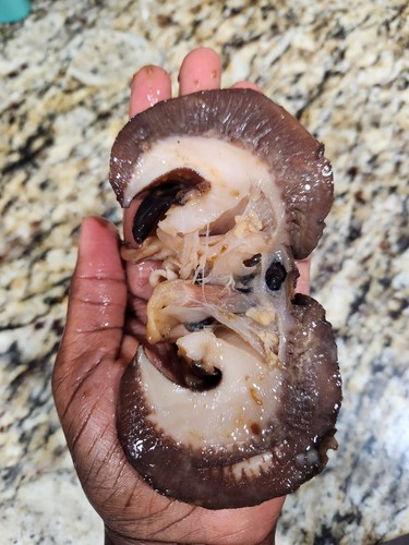 Fresh frozen snails - snails, 7-8pcs