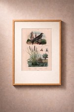 Martinet Masaris - 1836