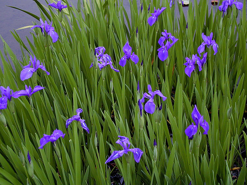 Blue iris reed - blue,