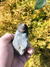 RARE PLEURTOMARIA GASTROPOD AMMONITE WHITBY YORKSHIRE  FOSSIL