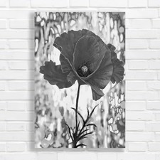 Vibrant Red Poppy Black White