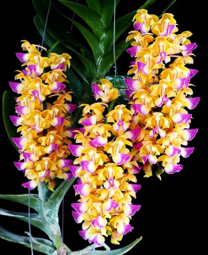 Vanda aerides houlletiana - vanda,