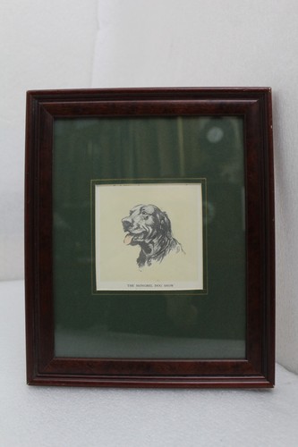 Mongrel retriever dog - mongrel,