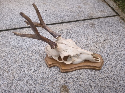 Deer skull and antlers - skull,