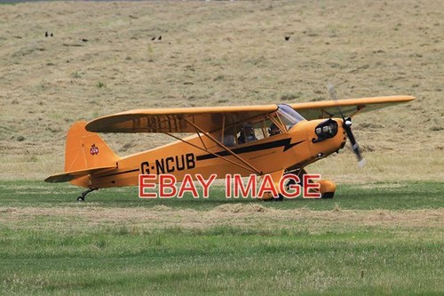 Photo ncub piper - , cub