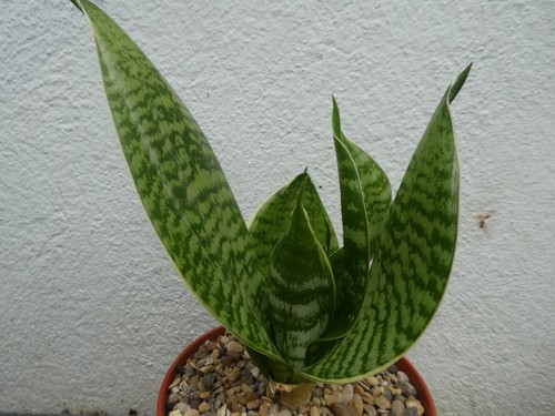 Sansevieria shown in - shown,