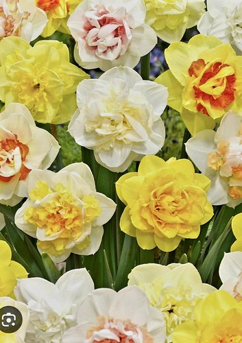 Mixed double narcissus - 25,