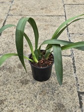 Maxillaria Hematoglossa Orchid House Office Indoor Plant 12-15cm Pot Easy Care