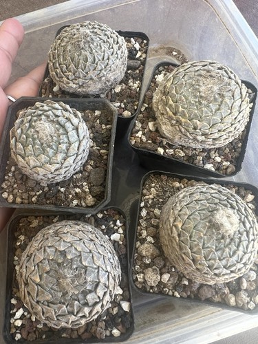 Pcs pelecyphora - 5,