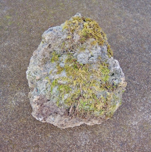 Large pumice stone volcanic - large,