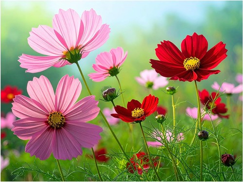 Tile mural cosmos blooming - mural,
