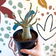 Adenium obesum 'Baobab' -
