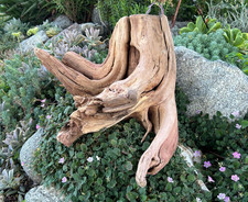 Large Driftwood Manzanita