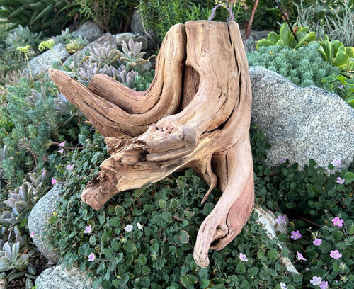 Large driftwood manzanita - large,
