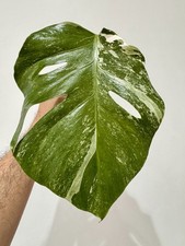 Variegated Monstera Albo