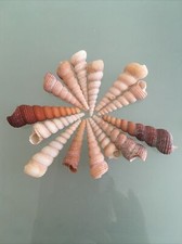 10 Screw Sea Shells Turritella