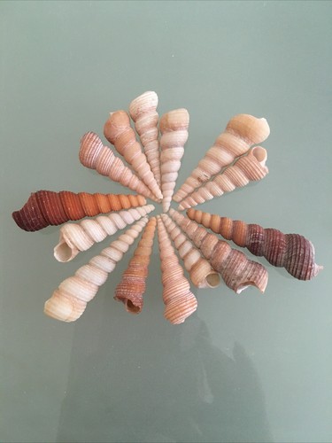 Screw sea shells turritella - 10,