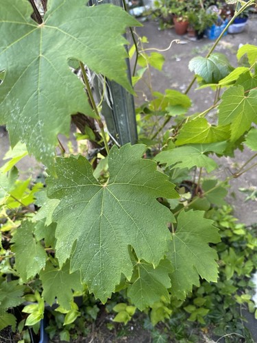 Grape vine plant - grape,