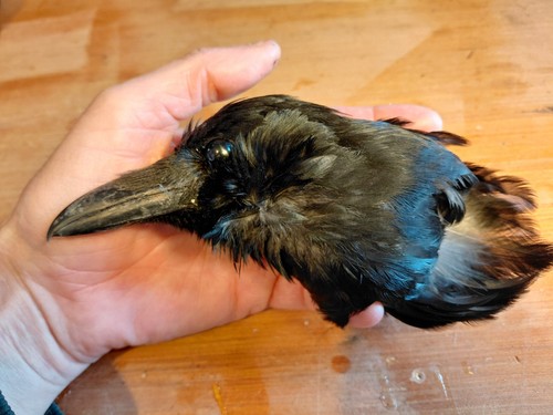 Carrion crow head skull - carrion,