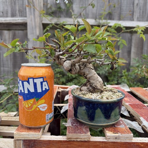 Japanese wild persimmon