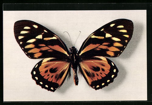 Postcard comité national - postcard,