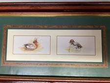 Vintage print of 2 specialised duck species by artist Joel Kirk large frame 20”