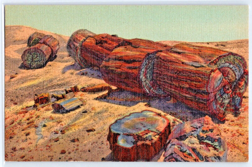 Giant logs rainbow forest - giant, in