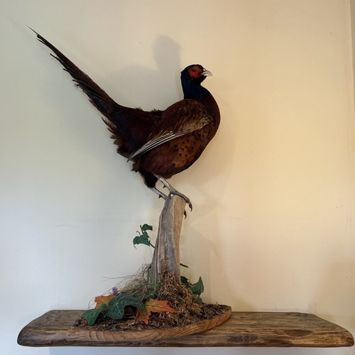Pheasant male mounted stand - male,
