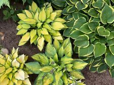 SPECIAL OFFER 5 X HOSTA  MIX SHADE PERENNIAL GARDEN CONTAINER PLANT