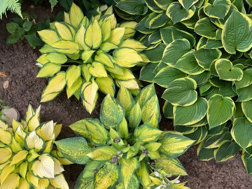 Special offer hosta mix - special,