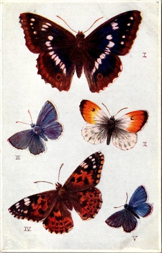 British butterflies and moths - british,