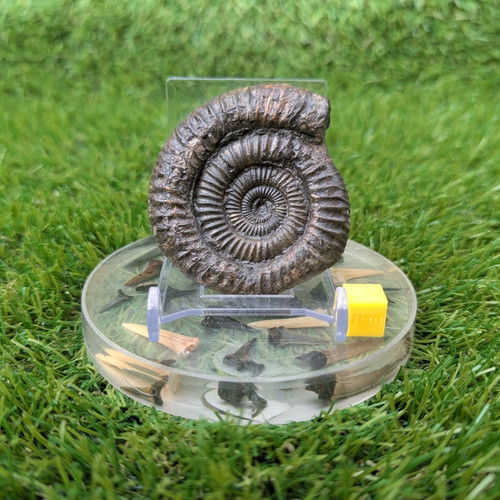 Ammonite fossil whitby - ammonite,