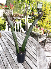 Large euphorbia cactus 58cm tall including pot